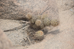 Cumulopuntia sphaerica