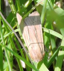 Leucania phragmitidicola