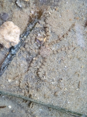 Ophiactis