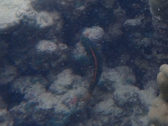 Stethojulis balteata