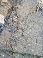 Ophiactis