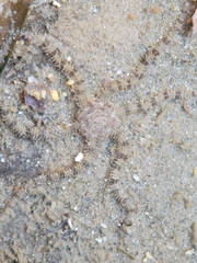 Ophiactis