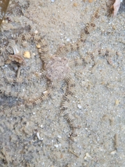 Ophiactis