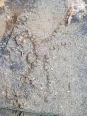 Ophiactis