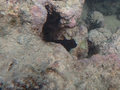 Cirripectes vanderbilti