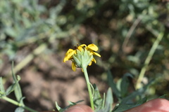 Helianthus ciliaris
