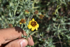 Helianthus ciliaris