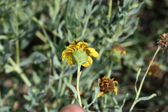 Helianthus ciliaris