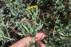 Helianthus ciliaris