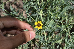 Helianthus ciliaris