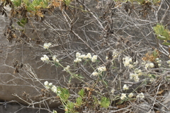 Alternanthera halimifolia