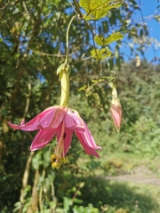 Passiflora mandonii