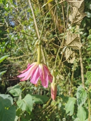 Passiflora mandonii