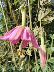 Passiflora mandonii