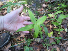 Spigelia marilandica