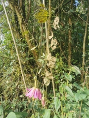 Passiflora mandonii