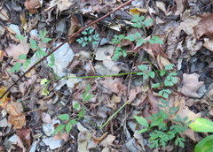 Thaspium chapmanii