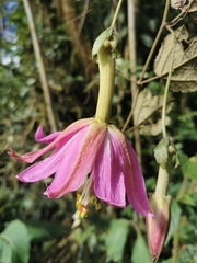 Passiflora mandonii