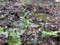 Spigelia marilandica