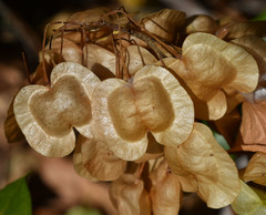Dodonaea viscosa viscosa