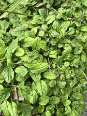 Trigonotis formosana elevatovenosa