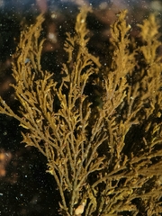 Ahnfeltia fastigiata