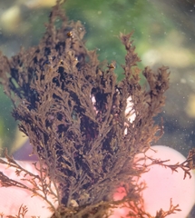 Ahnfeltia fastigiata