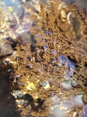 Ahnfeltia fastigiata