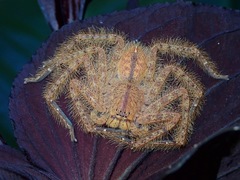 Heteropoda davidbowie