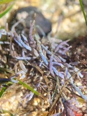 Ahnfeltia fastigiata