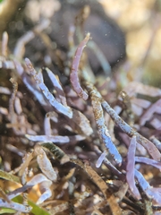 Ahnfeltia fastigiata