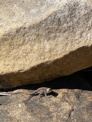 Ctenophorus modestus