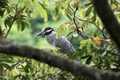 Nyctanassa violacea