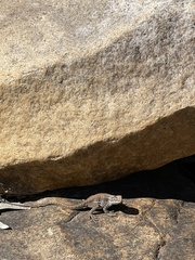 Ctenophorus modestus