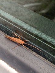 Pycnopsyche scabripennis