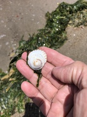 Trochita trochiformis