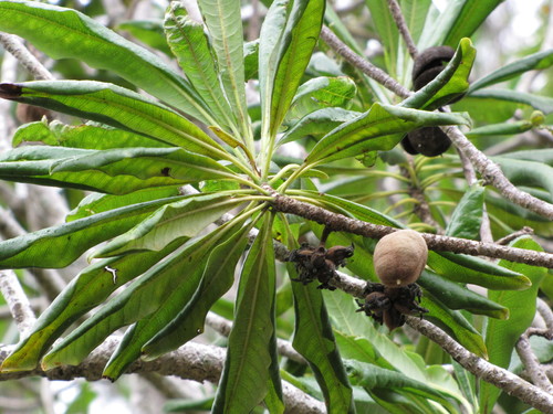 Pittosporum hosmeri