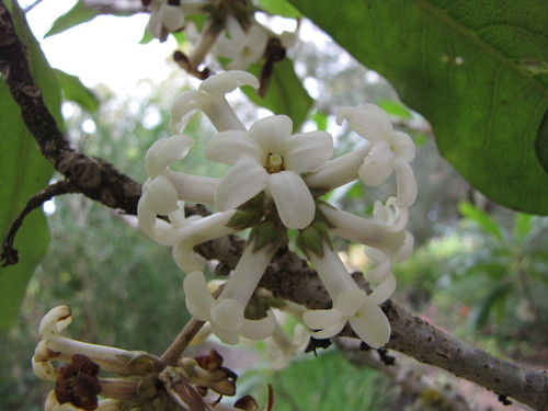 Pittosporum hosmeri