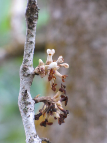 Pittosporum hosmeri