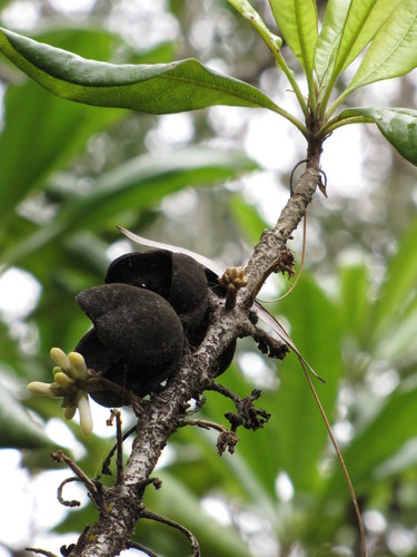 Pittosporum hosmeri