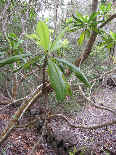 Pittosporum hosmeri