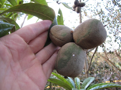 Pittosporum hosmeri