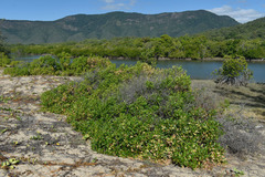 Dodonaea viscosa viscosa