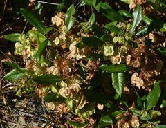 Dodonaea viscosa viscosa