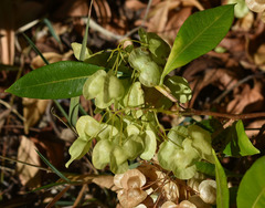 Dodonaea viscosa viscosa