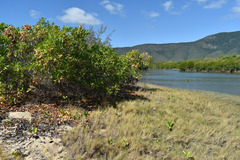 Dodonaea viscosa viscosa