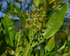 Dodonaea viscosa viscosa