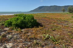 Dodonaea viscosa viscosa