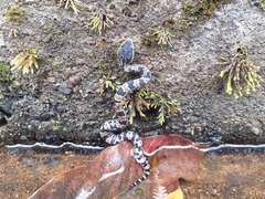 Ovophis monticola