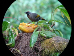 Trochalopteron melanostigma